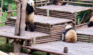 熊猫繁育研究基地周围还有什么 大熊猫繁育基地