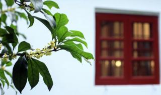 烟雨江湖桂花糕有什么用 烟雨江湖忆桂花糕